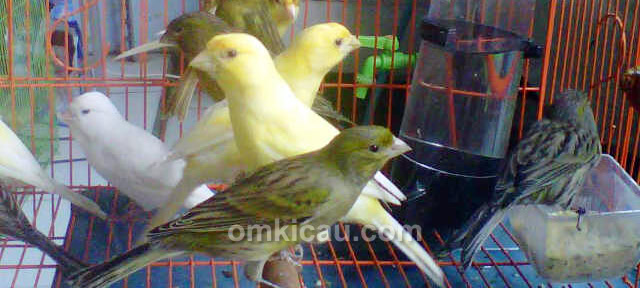 ZQ Bird Farm Jakarta