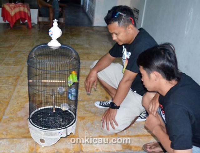 Puguh dan lovebird Liontin