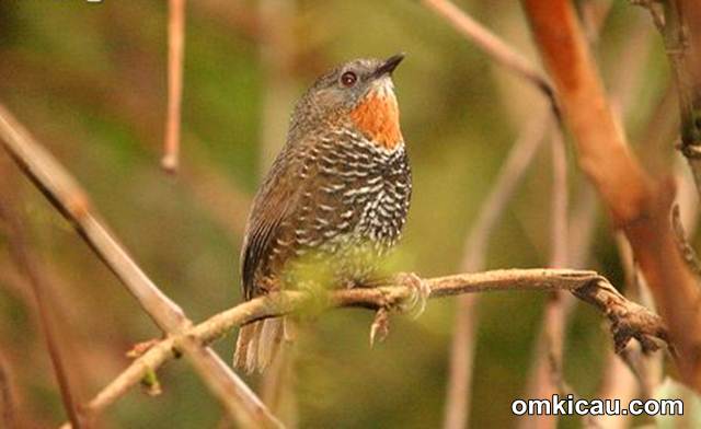 Rusty-throated wren-babbler (Spelaeornis badeigularis)