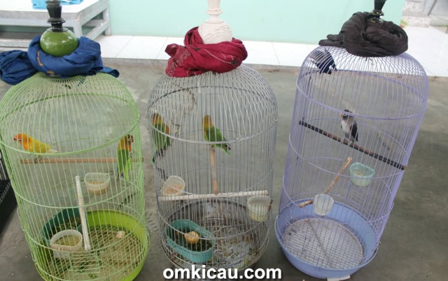 penangkaran lovebird HMS BF Depok