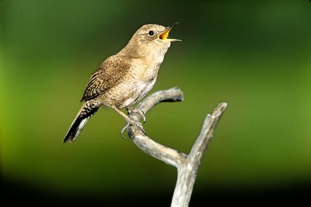 House wren