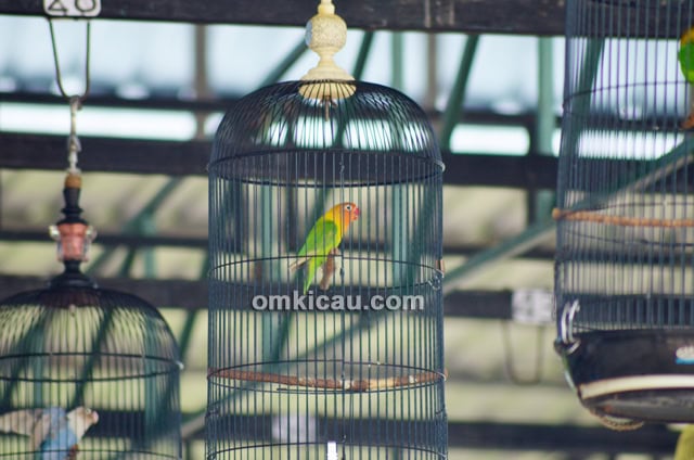 Lovebird Arum