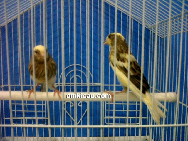 Arief Adi Bird Farm Pati