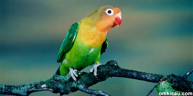 Warna bulu lovebird standar