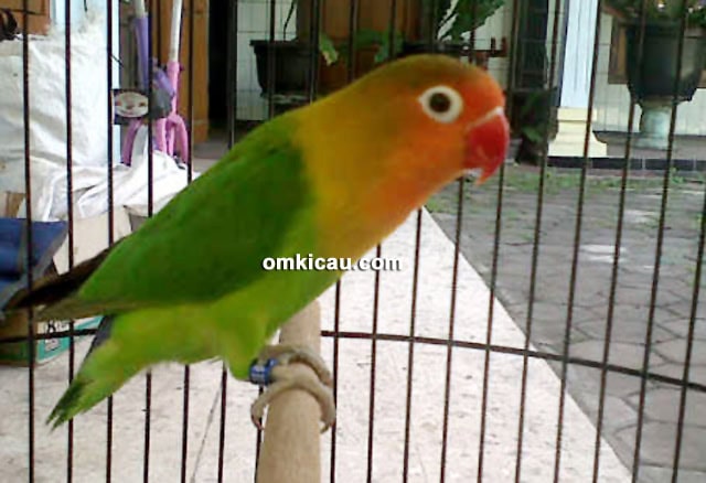 Lovebird Soimah