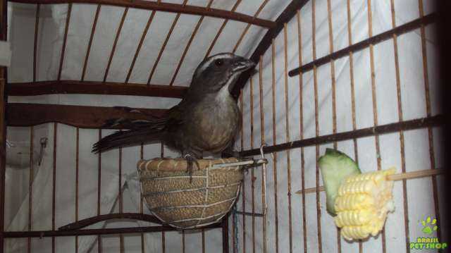 Burung trinca ferro