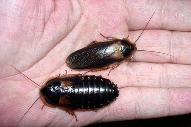 kecoa dubia