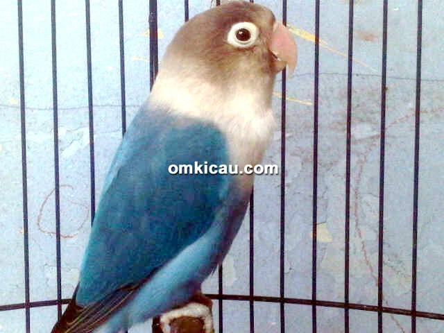 Lovebird Tasaka