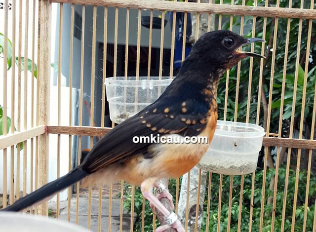 Breeding murai batu Arco-Kapuk BF Serang