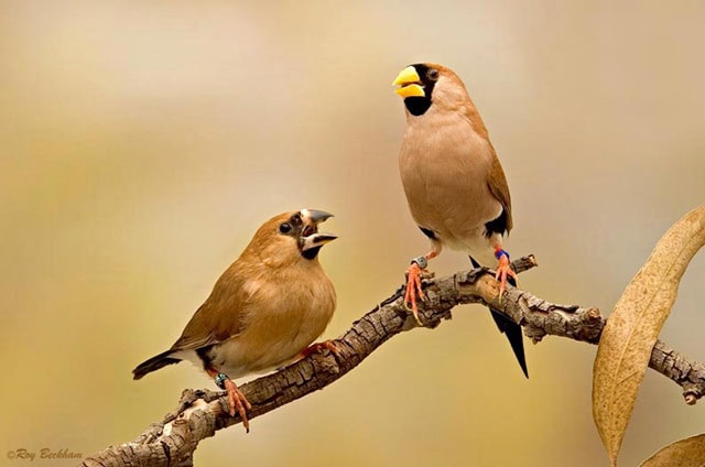 Penampilan masked finch remaja (kiri) bersama induknya