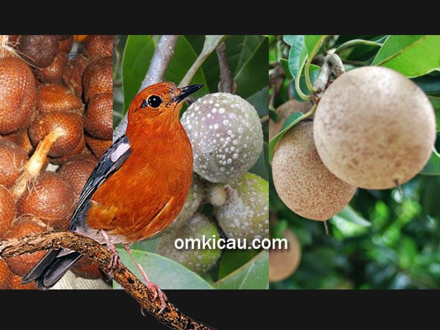 Mengenal tiga jenis buah-buahan yang dapat membuat anis merah rajin berbunyi