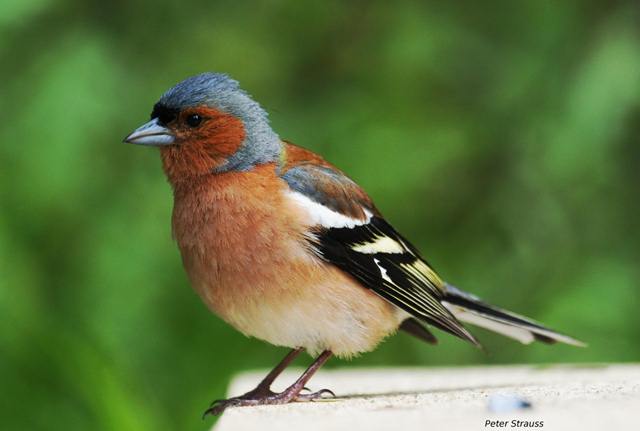 lomba burung finch di belgia lomba burung finch di belgia