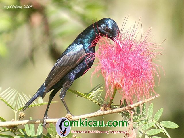 suara kicauan burung-madu suara kicauan burung-madu