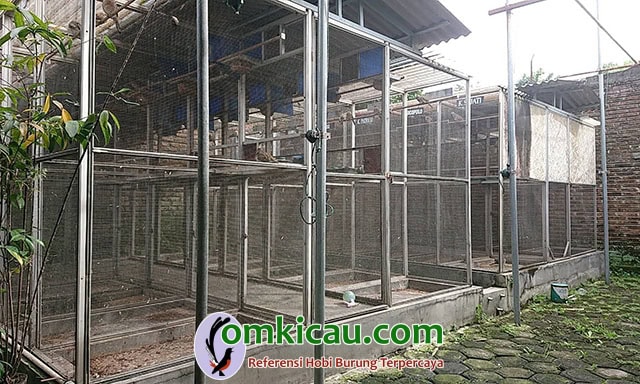 cara beternak burung perkutut