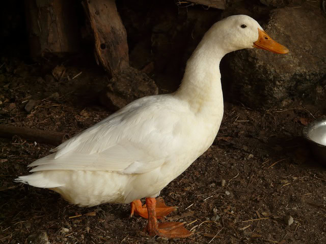 bebek peking