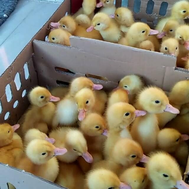 Biji bebek peking
