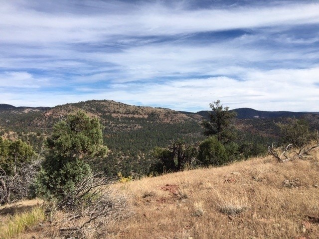 Looking south into the Blue Range Primitive Area from the Forest Service road on its north boundary (c) John Davis