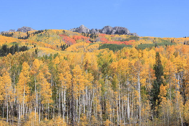 Figure 12. Quaking aspens at Kebler Pass, Colorado. Source: USDA Forest Service.