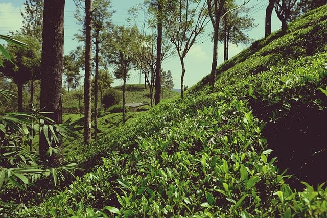 ceylon tea plantation ceylon tea plantation