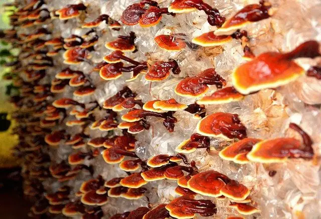 reishi mushroom plant reishi mushroom plant