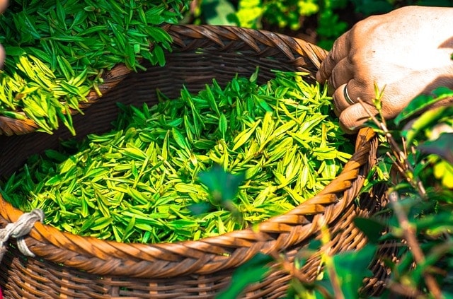 fresh, just plucked tea leaves fresh, just plucked tea leaves