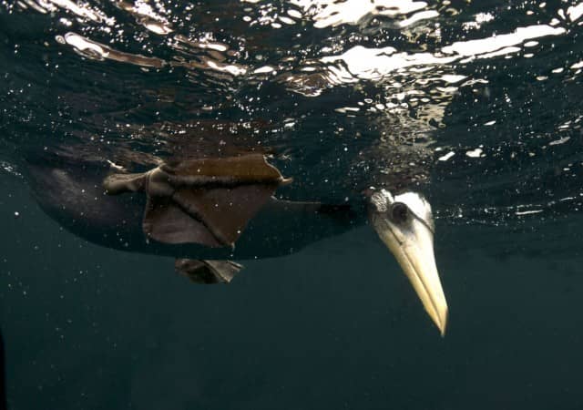 Isla de la Plata, Ecuador, citizen science, scuba diving, drama, drama on the high seas