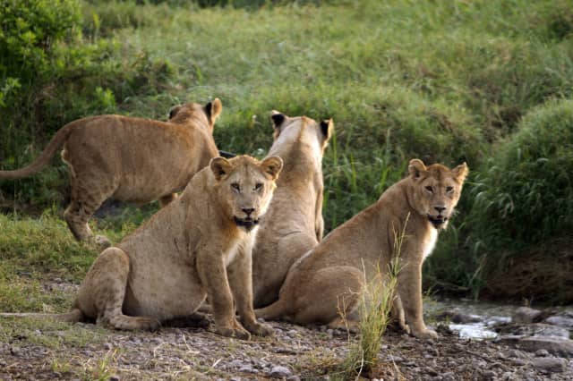 no planet b, planet B, ocean conservancy, big cats, manatees, rhino