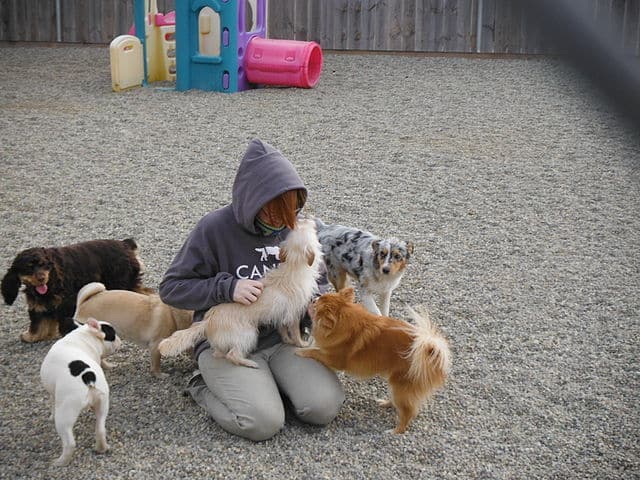 Doggy daycare for puppies while working pros cons how to choose budget