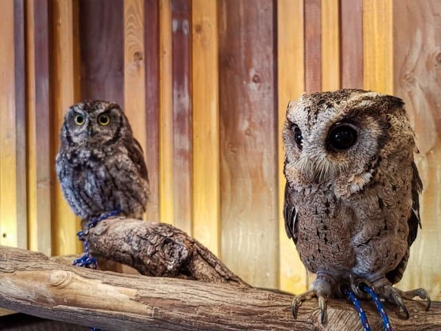 owl cafe osaka