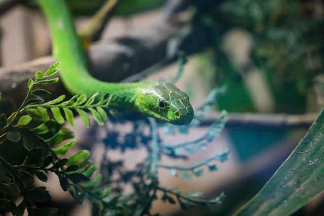 Green Mamba Meserani Snake Park