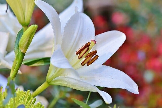 The Lily Flower