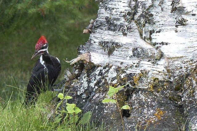 Pileated Woodpecker On Birch Tree pileated woodpecker on birch tree