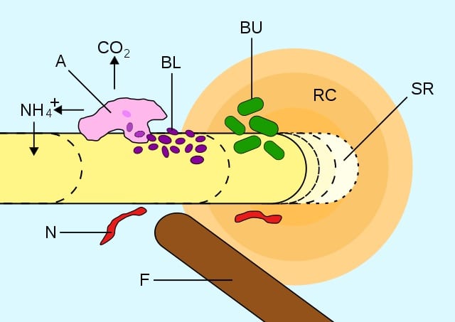 Rhizosphere see gallery description for caption