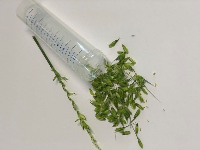 A foto of stripped wheat spikelets on paper