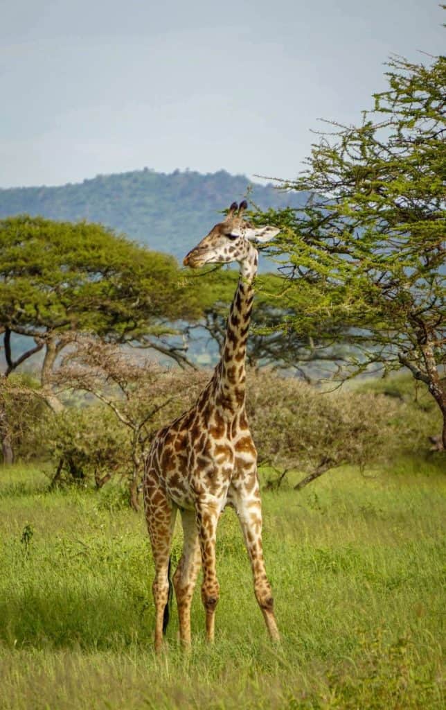 Giraffe serengeti bush camp safari