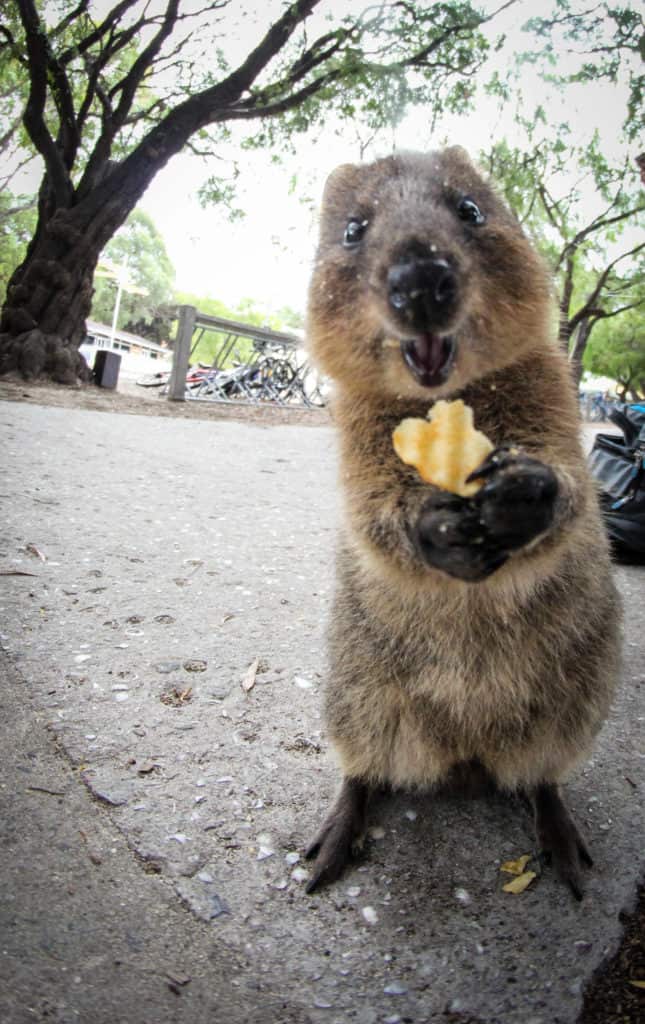 Quokka the world's happiest animal!! Four Worn Soles