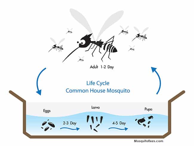 mosquito egg killer