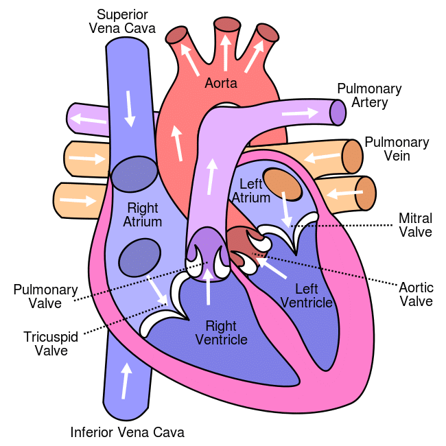 pulmonary system definition heart chambers
