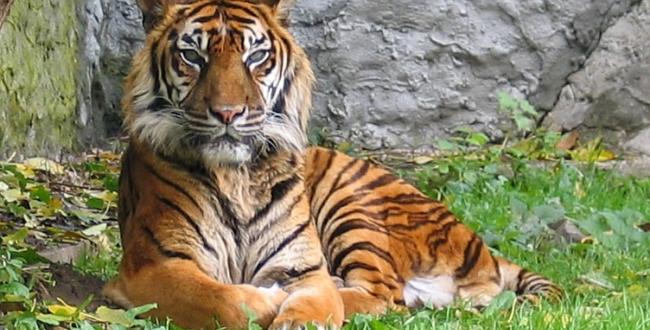 Harimau Sumatra Wikipedia Harimau Sumatra Wikipedia