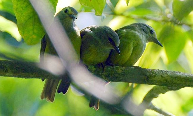 Burung opior jawa Burung opior jawa