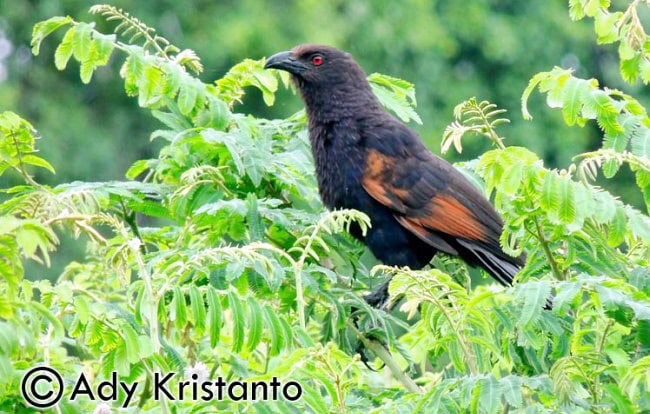 Burung bubut jawa