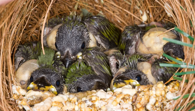 parrotfinch breeding