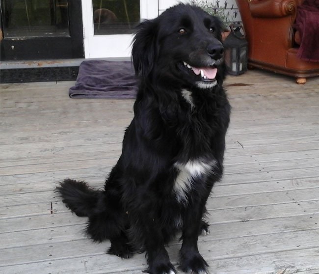 Border Collie Labrador Mix - Borador