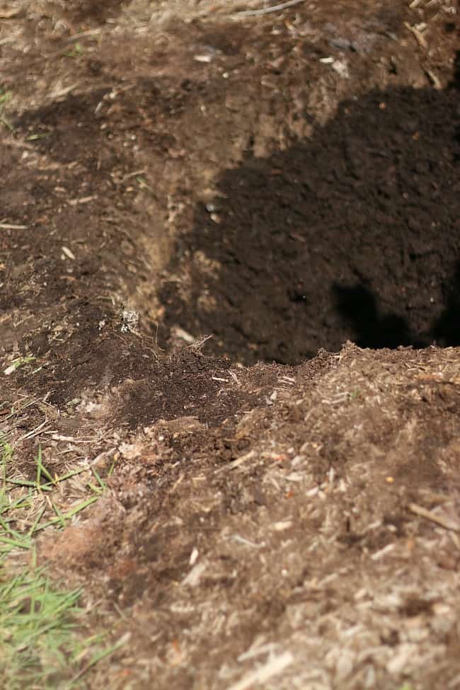 Amendarea solului este esențială pentru a crește hortensii frumoase. 