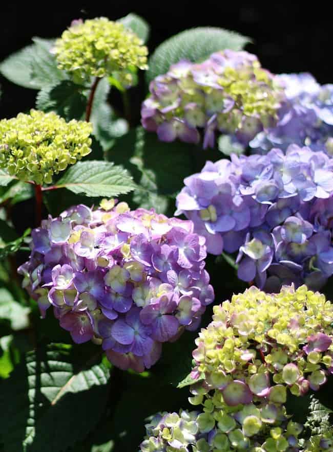 Aceste frumoase hortensii purpurii reprezintă o completare perfectă pentru orice pat de flori. 