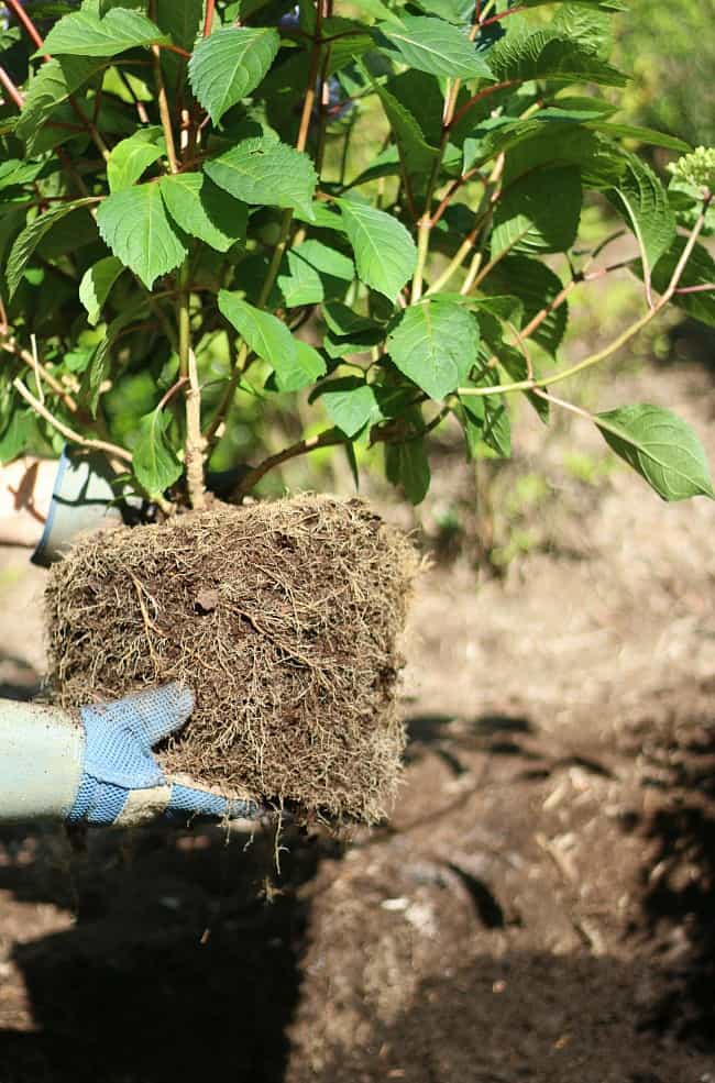 Asigurați-vă că verificați rădăcinile hortensiei înainte de plantare. 