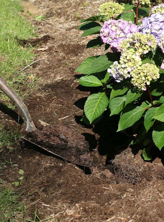 Plantarea hortensiei la înălțimea potrivită va avea un impact asupra creșterii acesteia. 