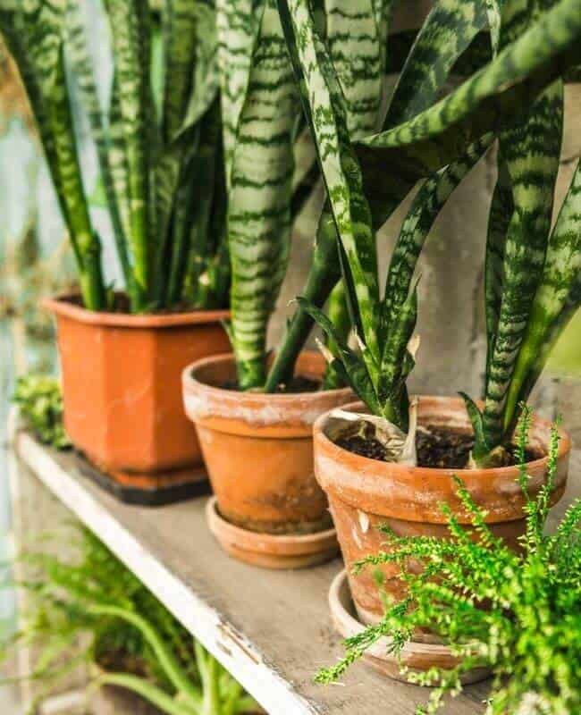 Correct Pot Size For Snake Plant Correct Pot Size For Snake Plant