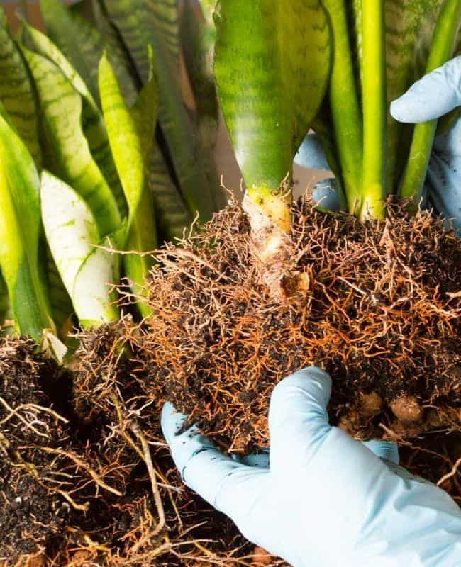 Removal Of The Plant From Its Old Container Removal Of The Plant From Its Old Container