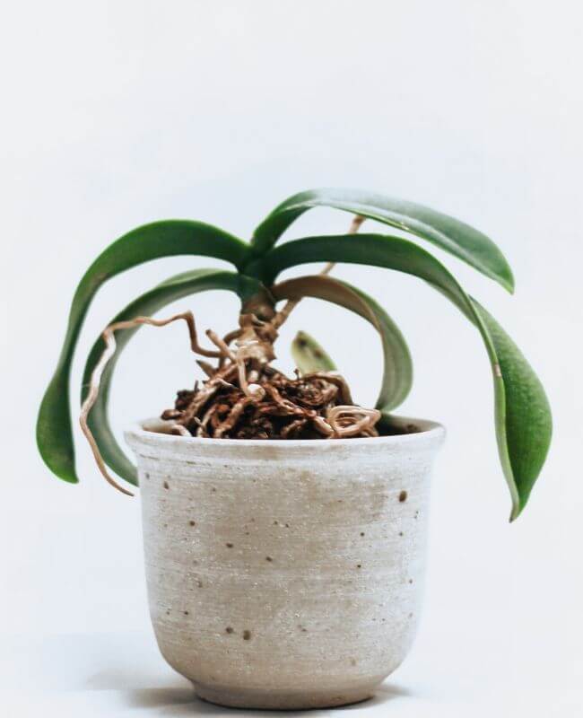 Are Ice Cubes Too Cold For Watering Orchids How Do I Know If My Orchid Needs To Be Watered?